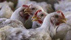 Broiler chickens at a poultry farm.
