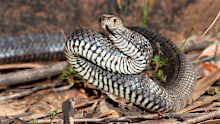 Eastern brown snakes are highly venomous.