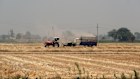 Traders have ramped up their short positions in wheat to the largest level in two years.