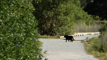 puma sightings in australia