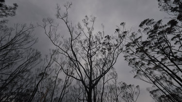 Burnt trees in Wingello State Forest.