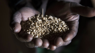A farmer displays his harvest of teff grain at a warehouse in the village of Germama, Ethiopia.