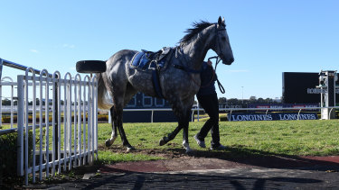 Chautauqua returns to the mounting yard after failing to jump at Rosehill.