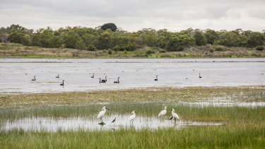 In 2010 Lake Condah was reflooded after being drained in the 19th century - now birds such as spoonbills, swans and pelicans are returning to the area.
