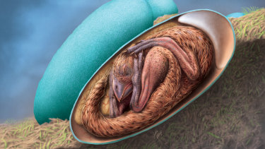 An artist impression by Julius Csotonyi based on the baby dinosaur bones found in a fossilised egg. 