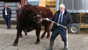 British Prime Minister Boris Johnson leads a bull around a pen as he visits Darnford Farm in Banchory near Aberdeen, Scotland, on Friday.