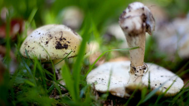 Death Cap mushrooms can cause serious poisoning and potentially fatal organ damage.