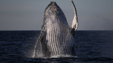 Coronavirus Australia East Australian Humpback Whale Bounces Back From Extinction To Fight Climate Change