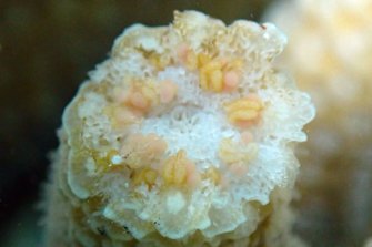 Replanted coral spawning on reefs off Heron Island off Gladstone for the first time.