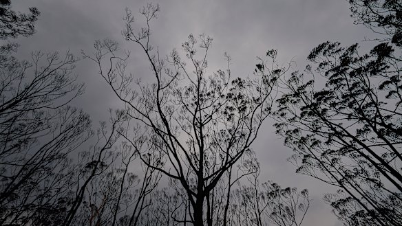 Burnt trees in the Wingello State Forest