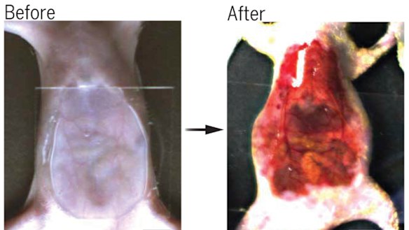 Tartrazine can render various samples transparent, including chicken breast tissue, and live mice bodies allowing for visualisation of a wide range of deep-seated structures and activities.