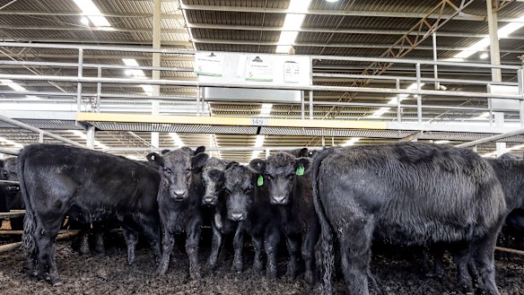 The US is the biggest buyer of Australian beef.
