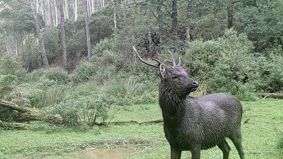 A deer caught in a camera trap.