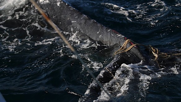 A humpback whale found stuck in ropes off Bondi Beach.