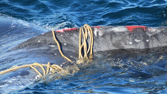 The exhausted humpback whale was found entwined in fishing rope off Bondi.