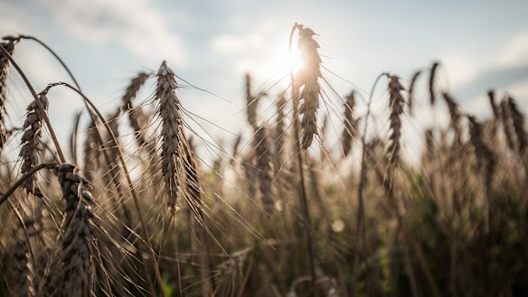A heatwave and lack of rainfall is pummeling crops across Europe as far as the Black Sea.