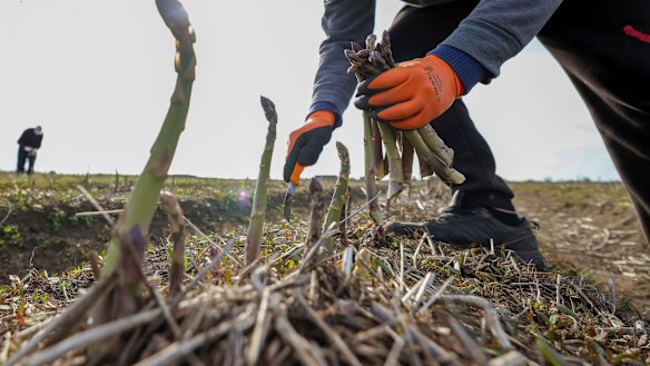 Not such a tasty spear.