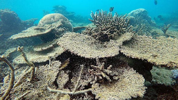 Dead coral at the Great Barrier Reef. 