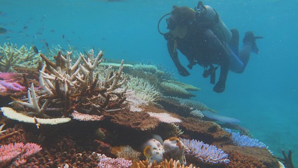 Half of the Great Barrier Reef's corals have been lost. 