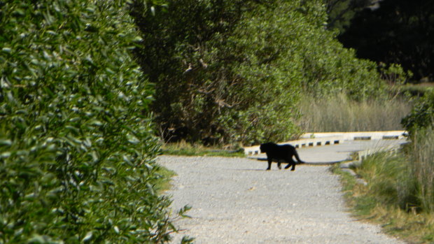 A photo sent to Simon Townsend from somewhere in the 
Otways, which he believes to be a hoax involving a feral cat.