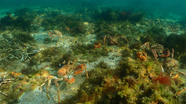 Giant spider crabs seem to prefer shallow water. 