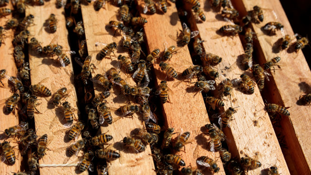 European honey bees sit on a frame from a bee hive in Sao Roque.