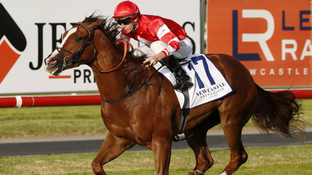 Burning Crown, who goes around in the last at Scone on Friday, cruises to victory at Newcastle in November.
