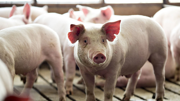 Australia's authorities have this week ramped up efforts to stop African swine fever entering the country. 