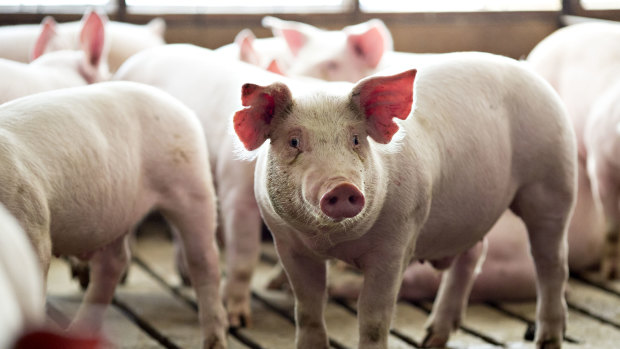 Thailand is the latest Asian country to cull pigs to combat the spread of African swine fever.