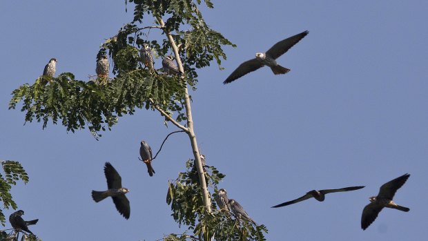 Amur Falcons (Falco amurensis) fly over the Doyang reservoir at Pangti village.