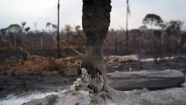 Trees are destroyed after a fire in the Alvorada da Amazonia region, in Novo Progresso, Para state, Brazil.