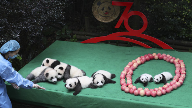 Baby pandas from the Chengdu Research Base of Giant Panda Breeding are enlisted to help with the 70th Chinese national day celebrations.