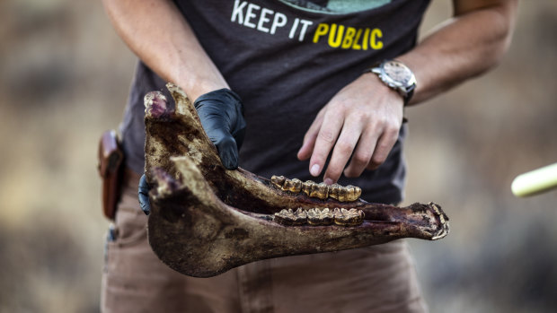 Wildlife biologist Colton Wise, from the Institute for Wildlife Studies, examines the remains of a horse possibly eaten by a mountain lion, M166, that lives in the Modoc National Forest.