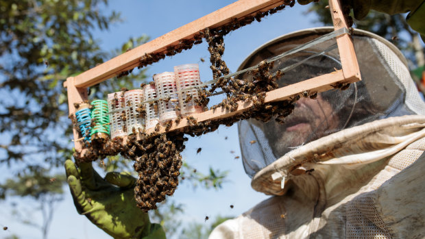 A worker inspects a frame from a bee hive of European honey bees in Sao Roque, Sao Paulo state, Brazil.