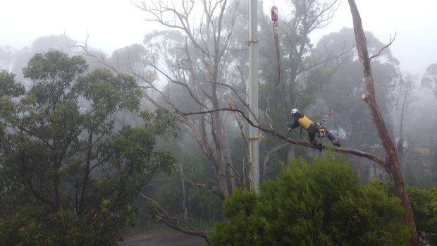 One of John McKenna’s team works to bring down one of the storm affected trees in the Dandenongs.