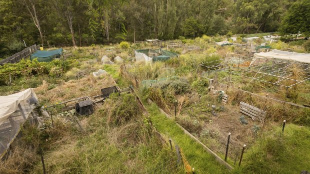 The Collingwood Children’s Farm community gardens.