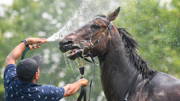 Horse Howlowcanyougo getting a wash down after winning at Yarra Valley in Friday's hot weather.