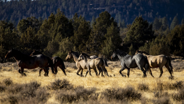 Wild horses roam in the Modoc National Forest in the High Desert near the city of Alturas in Northern California.