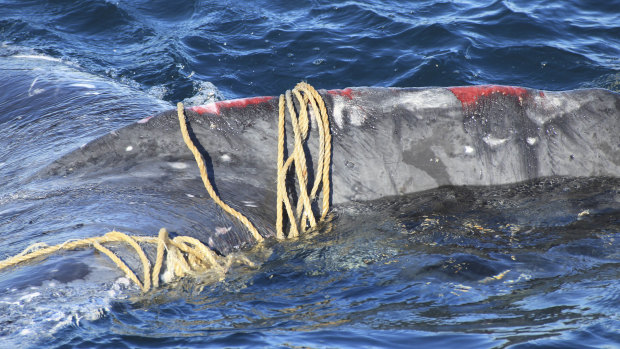 A humpback whale found stuck in ropes off Bondi Beach in May. Key resolutions protecting whales, such as mitigating the threat of getting entangled in fishing nets, were adopted at a meeting of the IWC on Wednesday.
