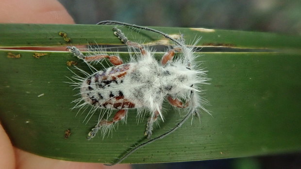 One early theory about the purpose of the fluffy longhorn beetle’s grand white coat is that it could be a trick to help it avoid being eaten.