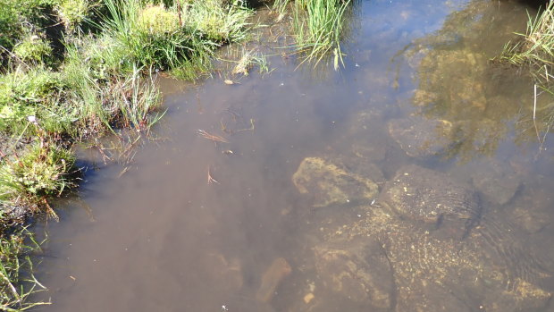 Fine sediment in a horse crossing of Tantangara Creek, in Kosciuszko National Park.