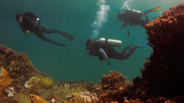 From left, researchers Ruth Gates, Beth Lenz and Jen Davidson, all from the Hawaii Institute of Marine Biology, dive near a coral reef in Hawaii’s Kaneohe Bay off the island of Oahu.