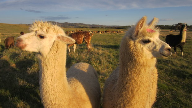 Llamas in the Mist is your opportunity to get a selfie with the llamas and alpacas of Sutton. 
