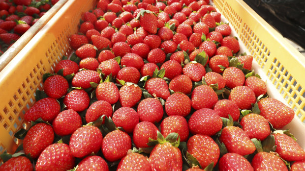 Japanese strawberries in Gamagori, Aichi Prefecture, in October last year.