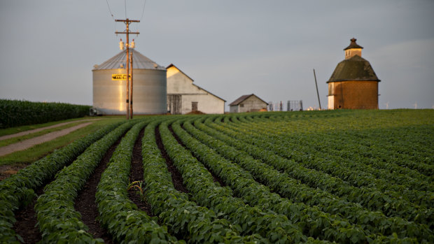 An American soybean farm.