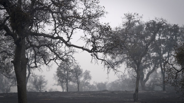 Burned-out trees stand in the haze outside of Paradise, California.