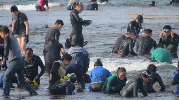 Abalone harvesters at Mettam's Pool.