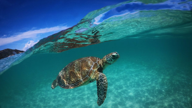 A green sea turtle at Lizard Island in Australia.