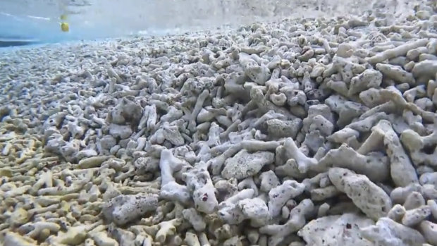 Images captured from underwater surveys of Rozul Reef and Escoda Shoal in the South China Sea by Philippine authorities. 