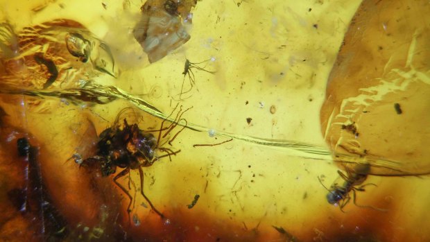 A large piece of amber with two flies and the first ever Australian fossil of a large mite of the extant genus, taken from Anglesea, Victoria. This chunk is about 41 million years old.